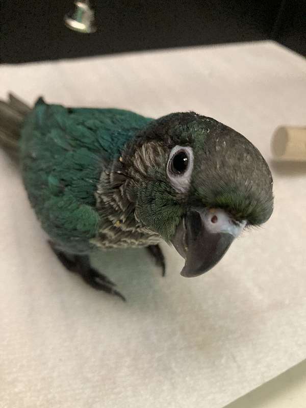 blue-green-bird-for-sale
