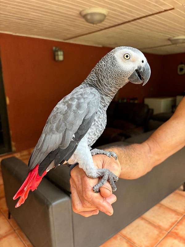 congo-african-grey-parrot-for-sale-in-arlington-tx