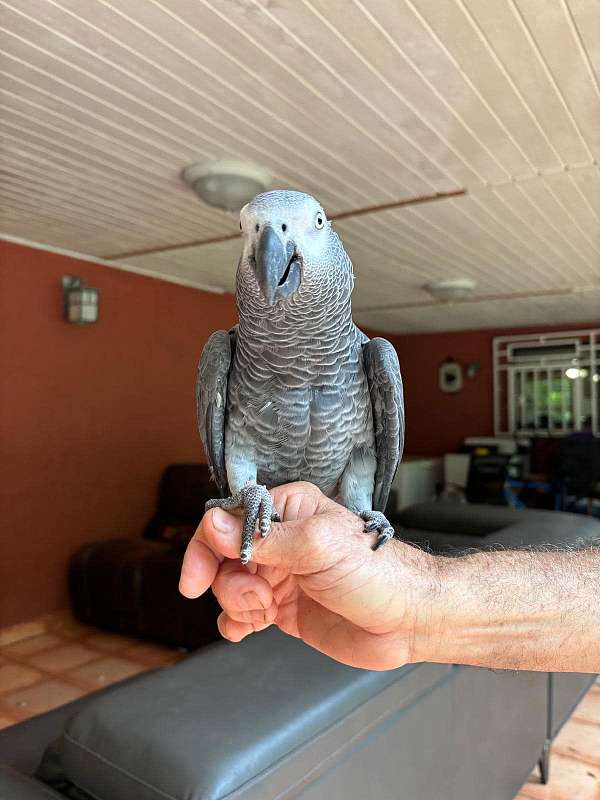 congo-african-grey-parrot-for-sale