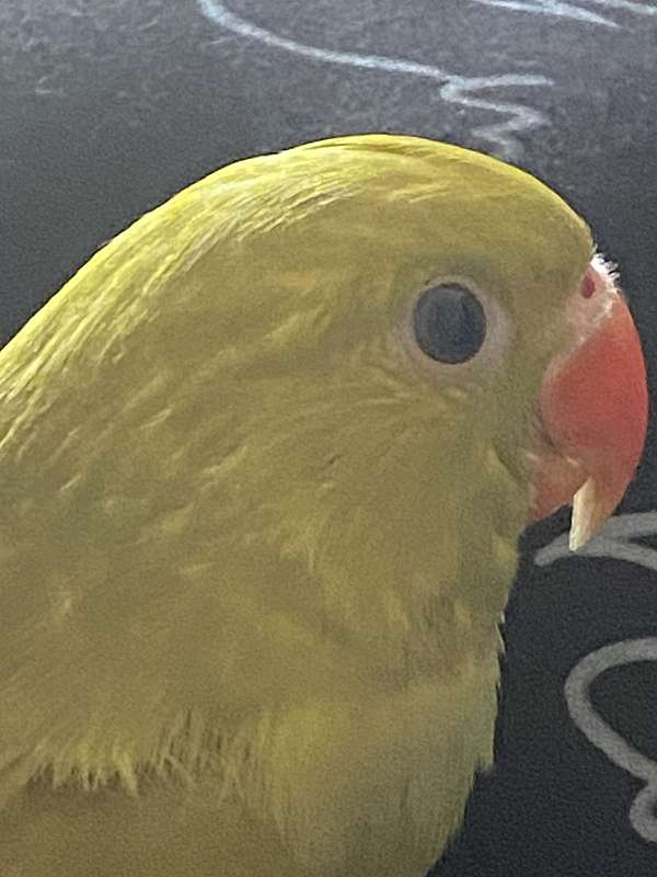 green-bird-for-sale-in-fayetteville-nc