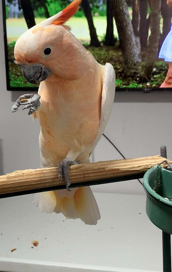 cockatoo-for-sale