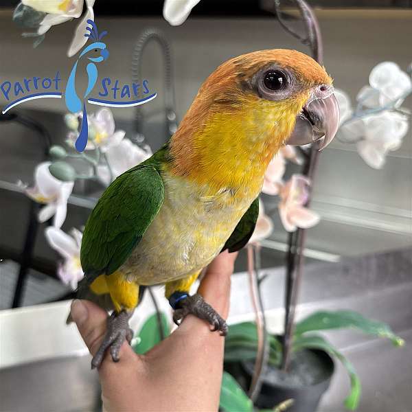 white-bellied-caique-for-sale