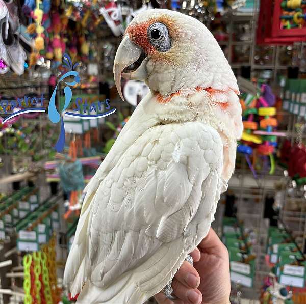 cockatoo-for-sale