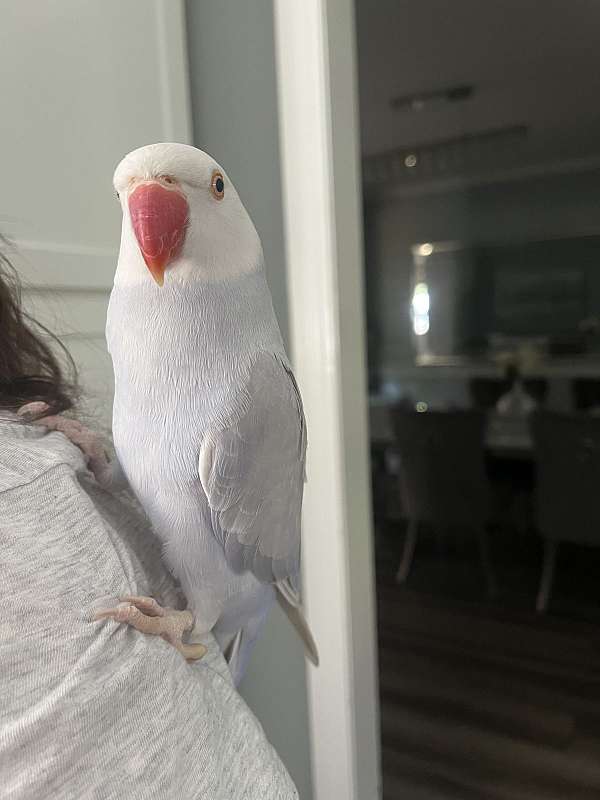 parrot-for-sale