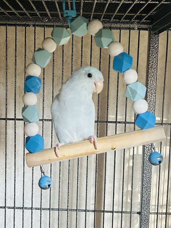 parrotlet-for-sale-in-orrville-oh