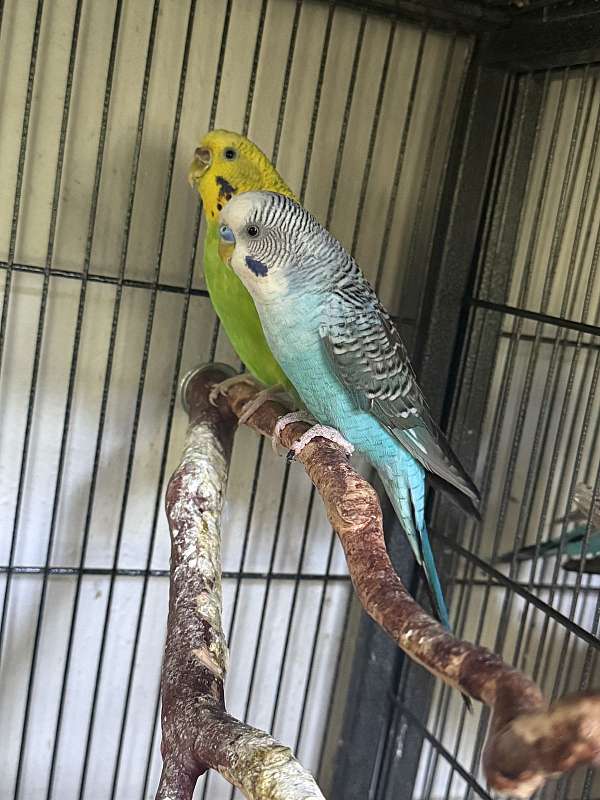 mature-bird-for-sale-in-chesapeake-va
