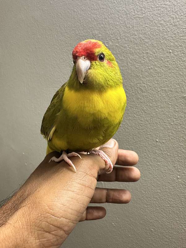 parakeet-for-sale