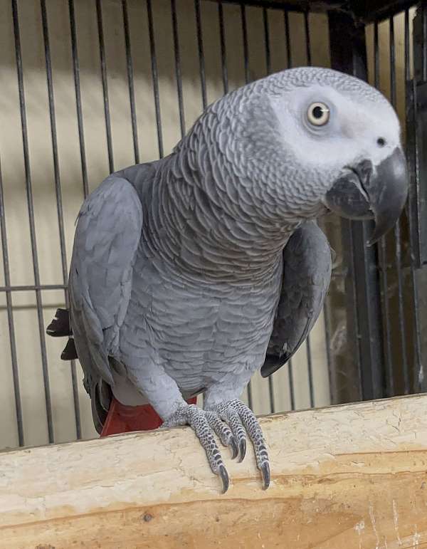 pet-bird-for-sale-in-deerfield-beach-fl