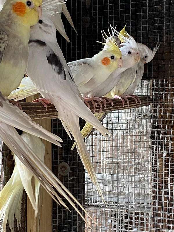 cockatiel-for-sale
