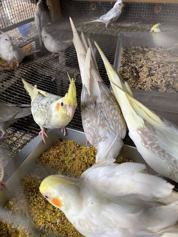 cockatiel-for-sale