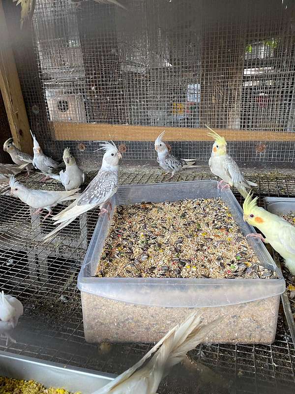 cockatiel-for-sale