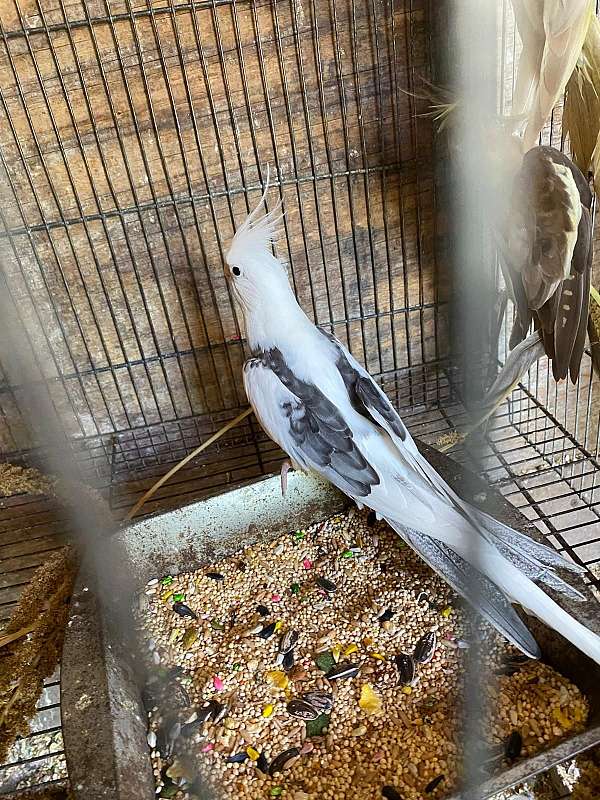cockatiel-for-sale