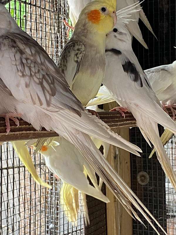 cockatiel-for-sale