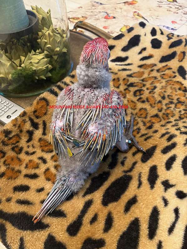 blue-scarlet-bird-for-sale-in-virginia