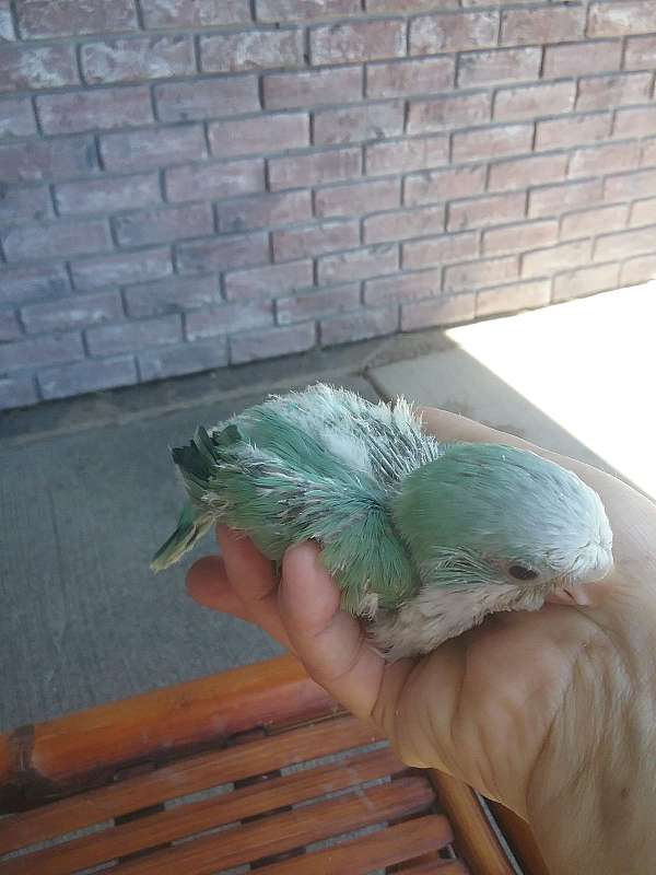blue-bird-for-sale