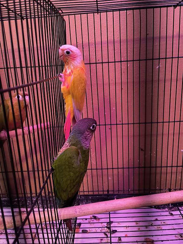 green-red-handfed-tame-bird-for-sale