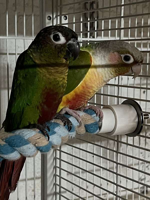 conure-for-sale