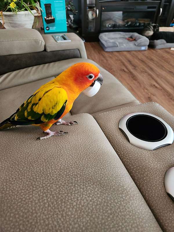conure-for-sale-in-bracy-va