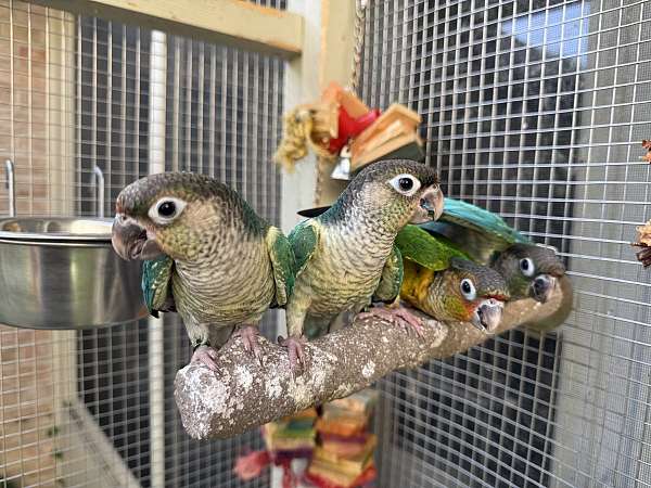 playful-tame-bird-for-sale-in-carrollton-tx