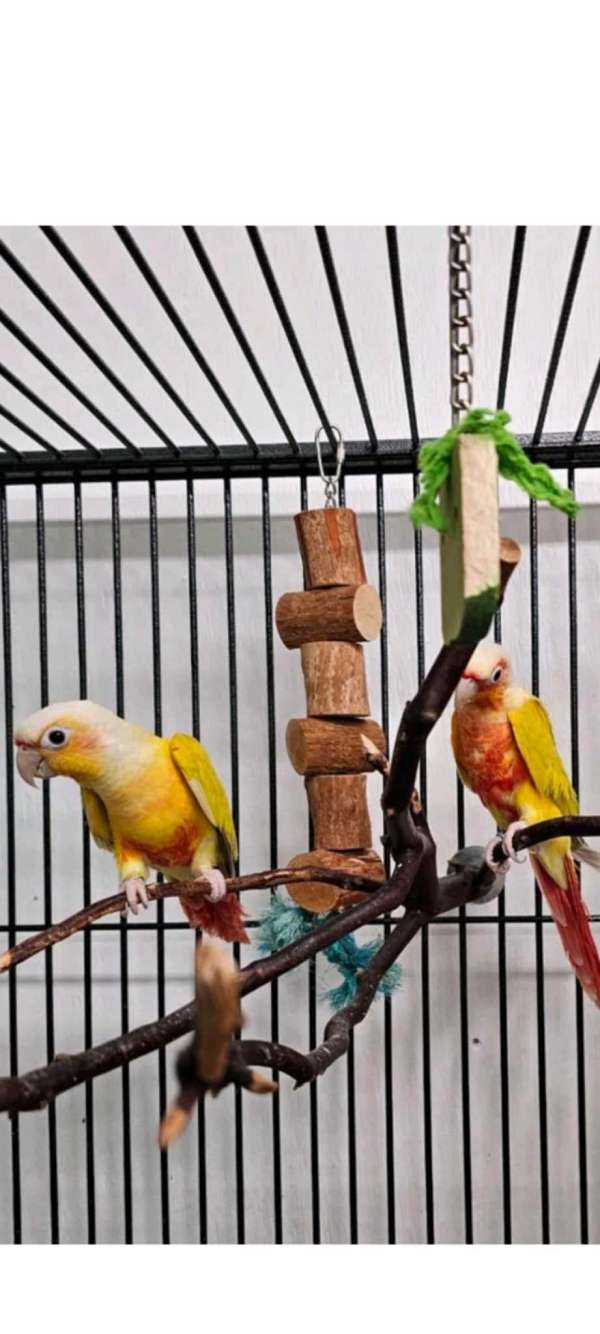 conure-for-sale
