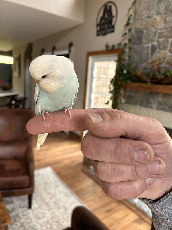 budgerigar-parakeet-for-sale