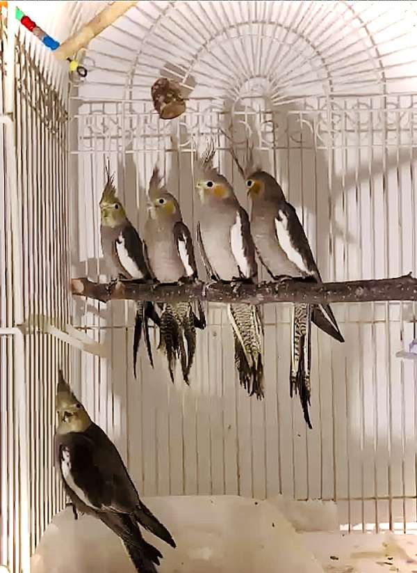 cockatiel-for-sale