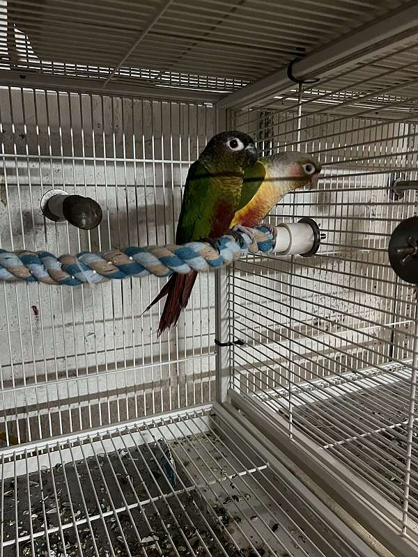 conure-for-sale
