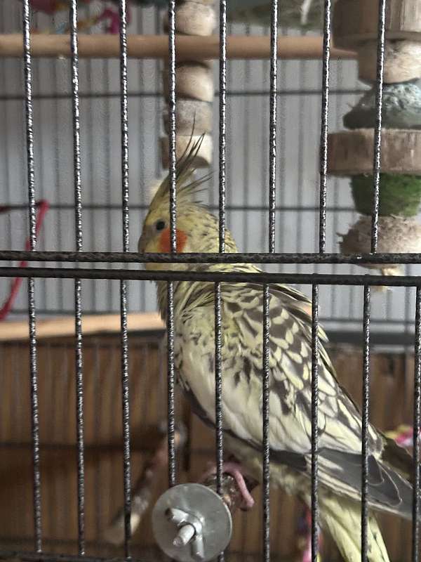 cockatiel-for-sale