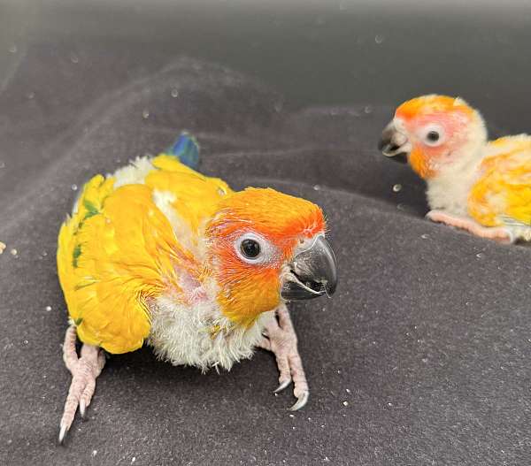 sun-conure-for-sale-in-glen-cove-ny