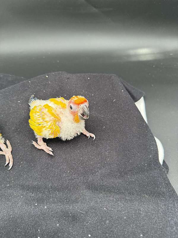 orange-bird-for-sale-in-glen-cove-ny