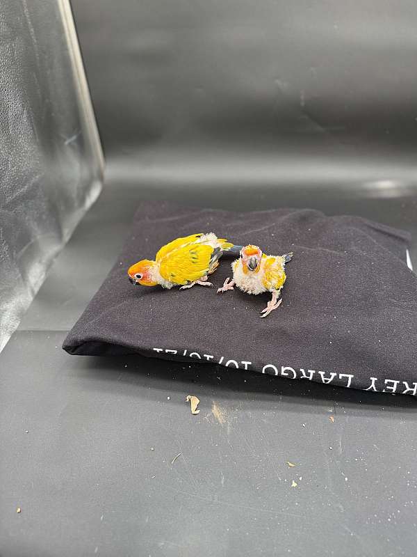 sun-conure-for-sale