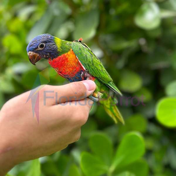 rainbow-lory-for-sale