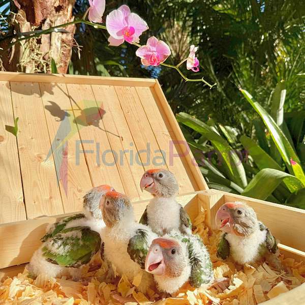parrot-for-sale