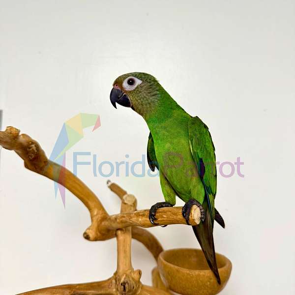 exotic-dusky-conure-for-sale