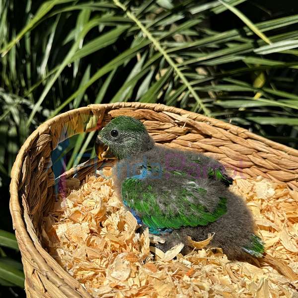 solomon-island-eclectus-parrots-for-sale