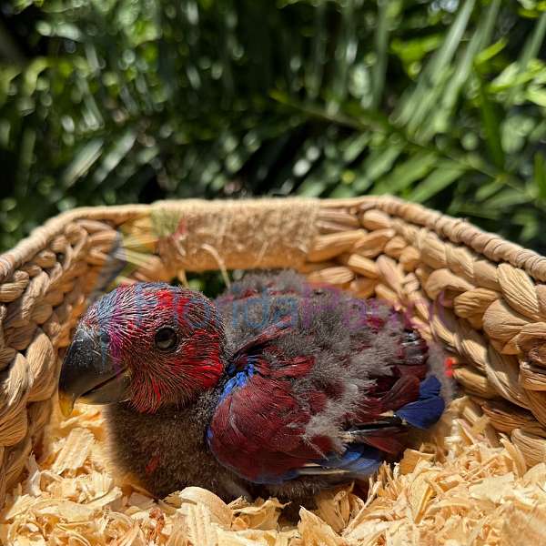 solomon-island-eclectus-parrots-for-sale
