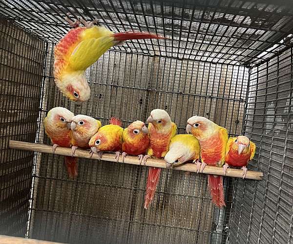 conure-for-sale