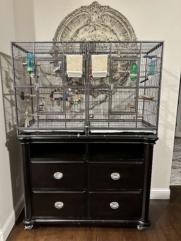 budgerigar-parakeet-for-sale