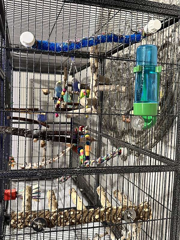 budgerigar-parakeet-for-sale-in-texas