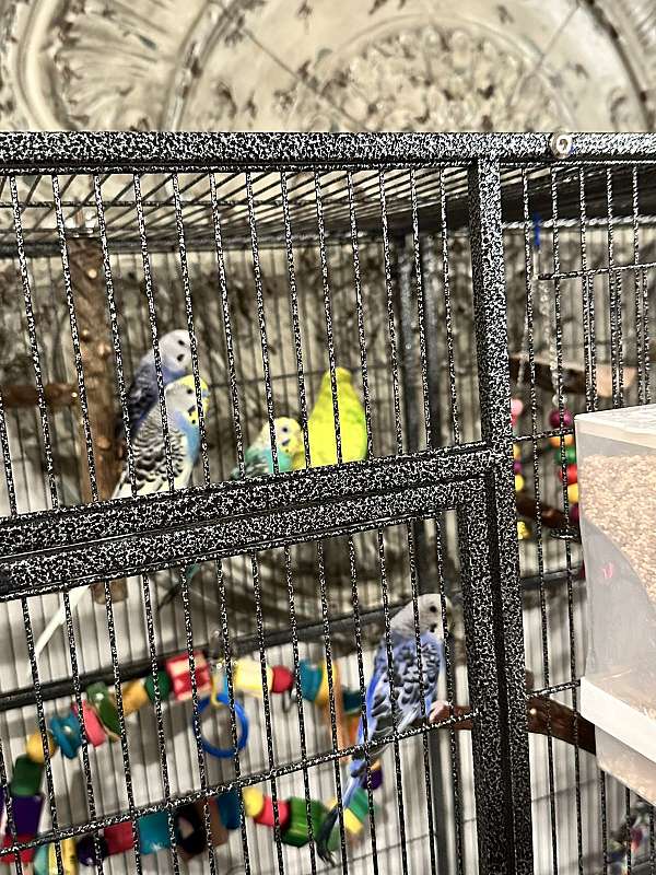 bird-for-sale-in-texas