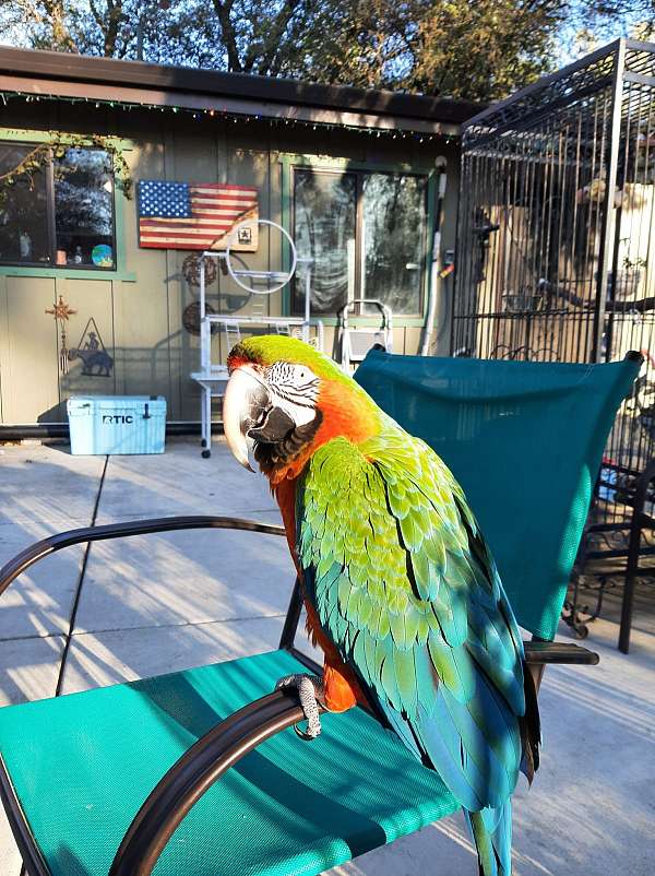 green-bird-for-sale
