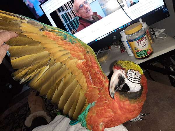 yellow-bird-for-sale
