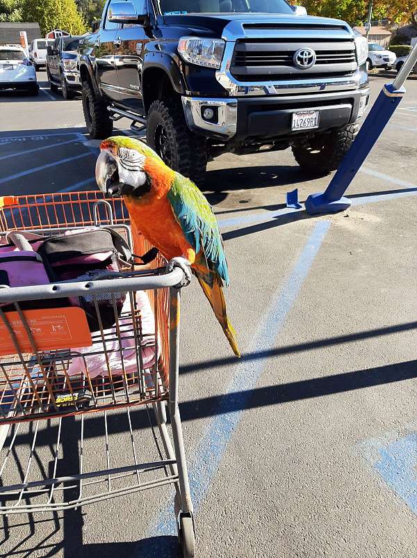large-bird-for-sale