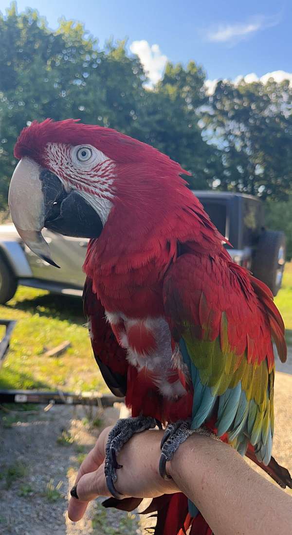 green-wing-macaw-for-sale-in-zion-grove-pa