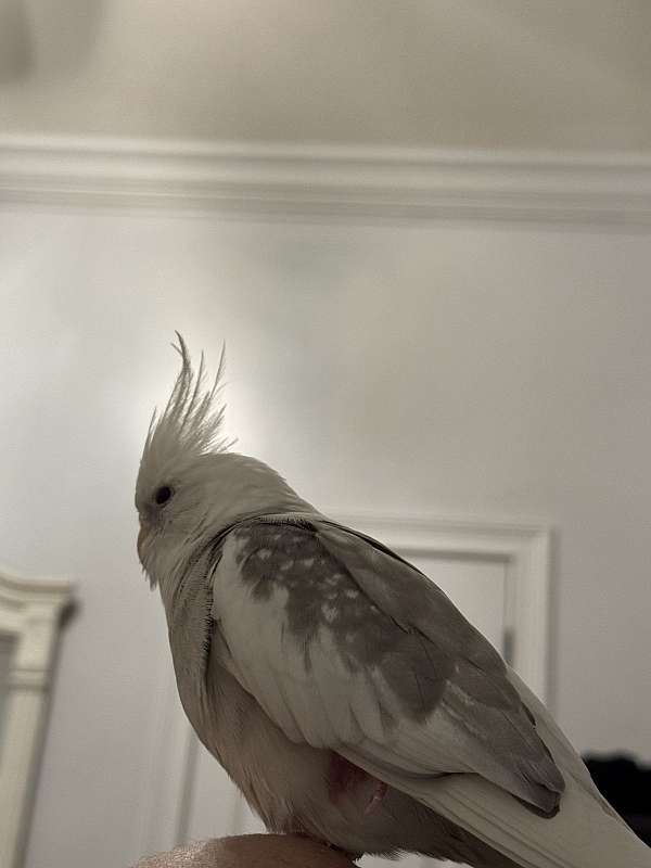 cockatiel-for-sale