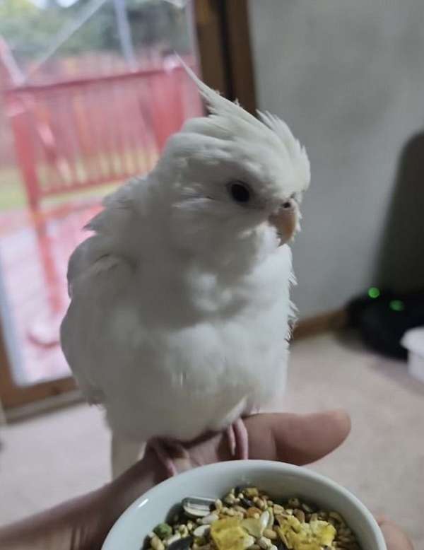 cockatiel-for-sale