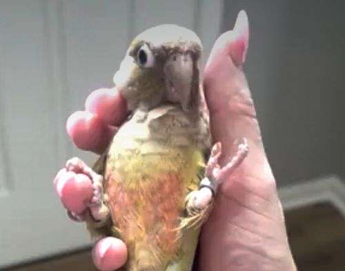 green-cheek-conure-for-sale