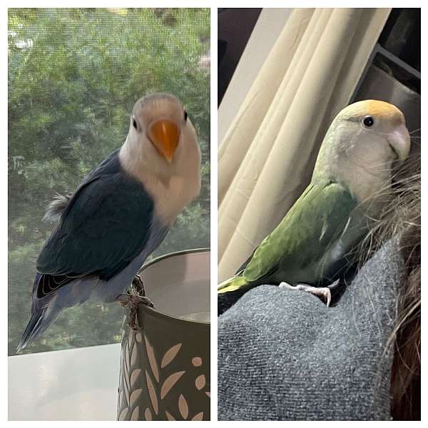 bird-parrot-eggs-in-illinois