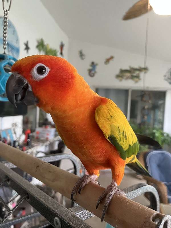 sun-conure-for-sale