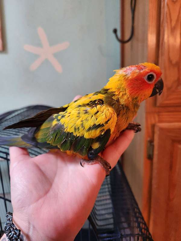 sun-conure-for-sale